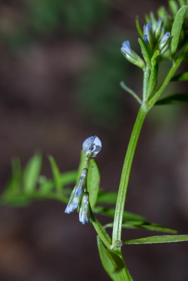 Vicia loiseleurii / Veccia di Loiseleur